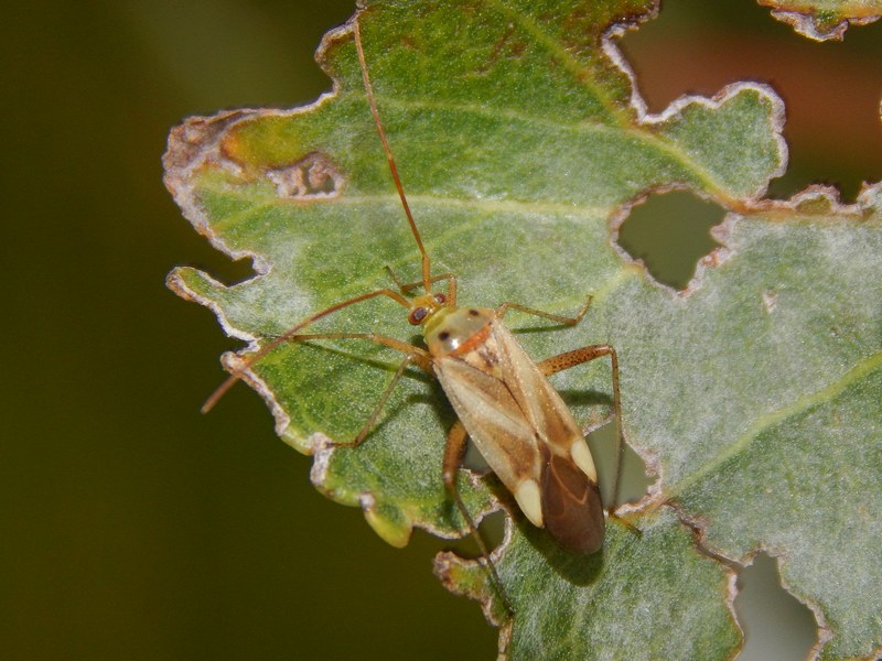 Miridae: Adelphocoris lineolatus f. binotata della Lombardia